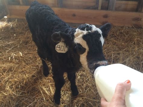 Call 979-532-9141 or email officebrcutrer. . Cow bottle calves for sale near texas usa
